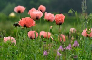 3V0XV1