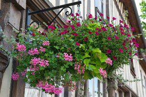 U