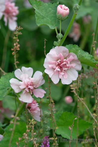 63D964.jpg