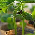 6FET1A