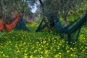 6X8WY6