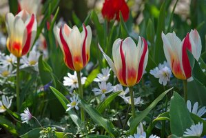 6YDU84