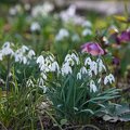 7DV5G6