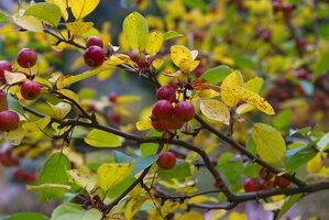 7QXQ9E