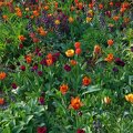 7ZOWFU