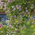 AO0MCQ