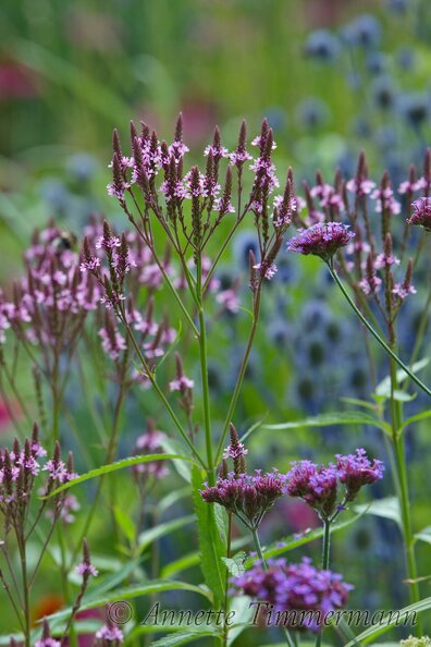 B9OX96.jpg